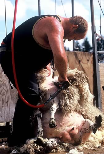 Sheep Shearing